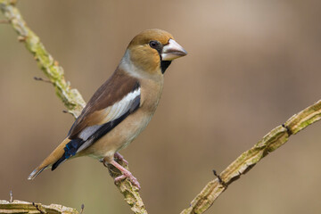 Fototapeta premium Appelvink; Hawfinch; Coccothraustes coccothraustes