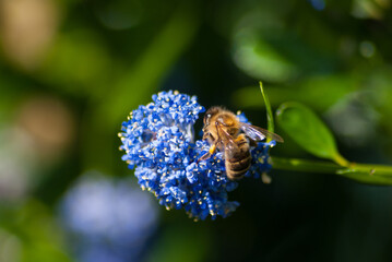 abeille butinant dans les fleurs de céanothe