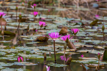 Pink water lily flowers and green buds and leaves growing in the pond in autumn in Shenzhen, China
