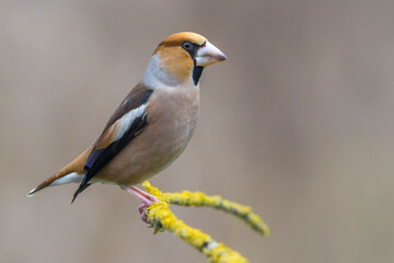 Appelvink; Hawfinch; Coccothraustes coccothraustes