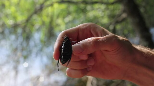 black beetle swimming beetle in human hands