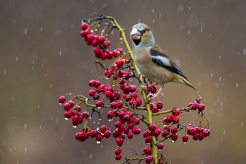 Appelvink; Hawfinch; Coccothraustes coccothraustes
