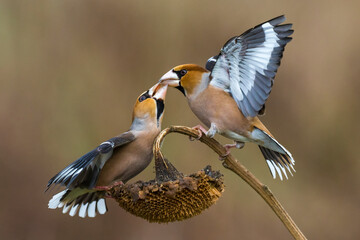 Appelvink; Hawfinch; Coccothraustes coccothraustes