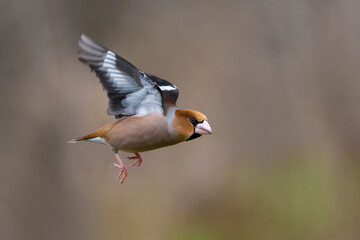 Appelvink; Hawfinch; Coccothraustes coccothraustes