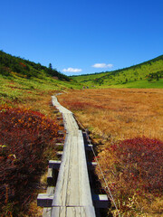 酸ヶ平を進む一本の木道