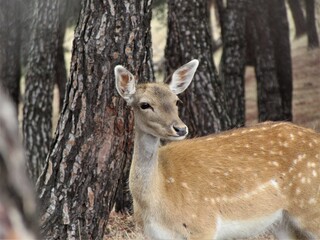 cervinds living in peace in wildlife