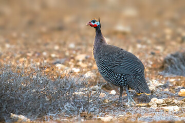 Helmparelhoen; Helmeted Guineafowl; Numida meleagris