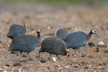 Helmparelhoen; Helmeted Guineafowl; Numida meleagris