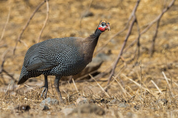 Helmparelhoen; Helmeted Guineafowl; Numida meleagris