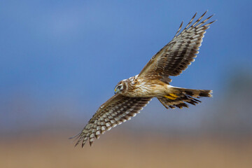 Blauwe Kiekendief; Hen Harrier; Circus cyaneus