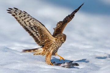 Blauwe Kiekendief; Hen Harrier; Circus cyaneus