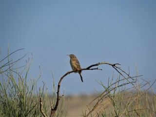 beautiful lanscape with village, forest, and wildlife