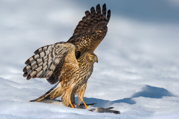 Blauwe Kiekendief; Hen Harrier; Circus cyaneus