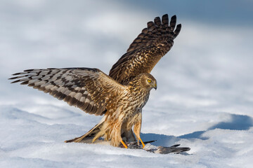 Blauwe Kiekendief; Hen Harrier; Circus cyaneus