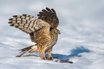 Blauwe Kiekendief; Hen Harrier; Circus cyaneus
