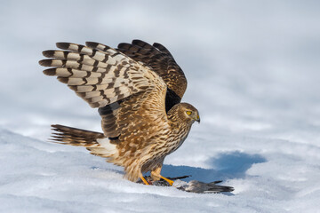 Blauwe Kiekendief; Hen Harrier; Circus cyaneus