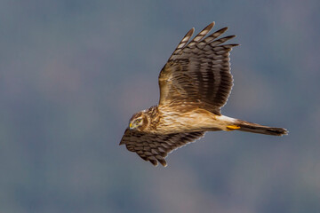 Blauwe Kiekendief; Hen Harrier; Circus cyaneus