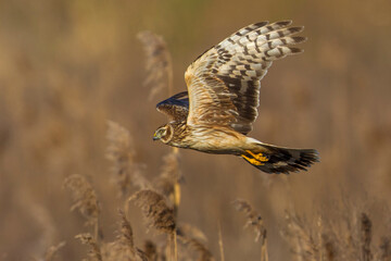 Blauwe Kiekendief; Hen Harrier; Circus cyaneus