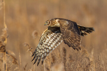 Blauwe Kiekendief; Hen Harrier; Circus cyaneus