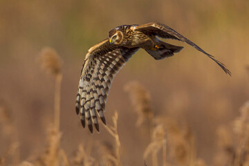 Blauwe Kiekendief; Hen Harrier; Circus cyaneus