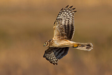 Blauwe Kiekendief; Hen Harrier; Circus cyaneus