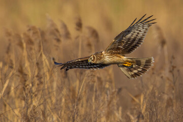 Blauwe Kiekendief; Hen Harrier; Circus cyaneus