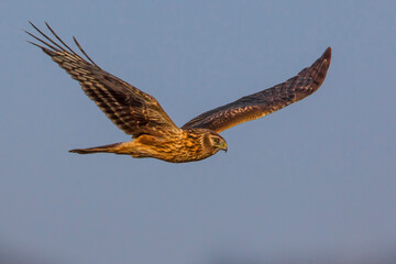 Blauwe Kiekendief; Hen Harrier; Circus cyaneus