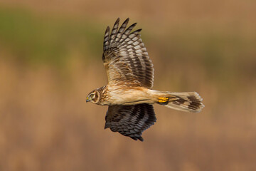 Blauwe Kiekendief; Hen Harrier; Circus cyaneus