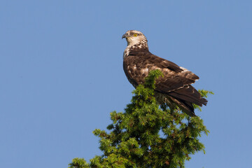 Wespendief, European Honey Buzzard, Pernis apivorus