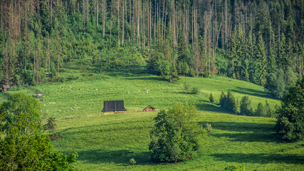 Hale pasterskie, polany i pastwiska otoczone lasem w górach - obrazy, fototapety, plakaty