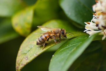 Abeille à l'approche d'une fleur blanche