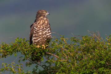 Wespendief, European Honey Buzzard, Pernis apivorus