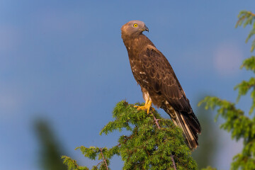 Wespendief, European Honey Buzzard, Pernis apivorus