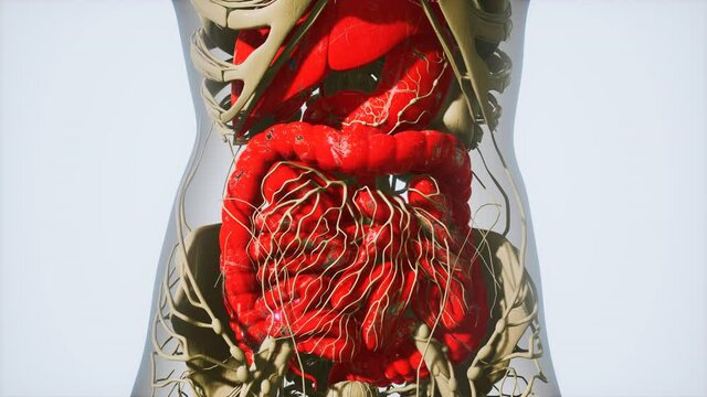 detailed human digestive system anatomy
