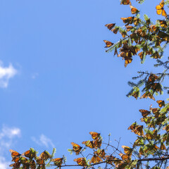 Monarch Butterflies on tree branch in blue sky background, Michoacan, Mexico
