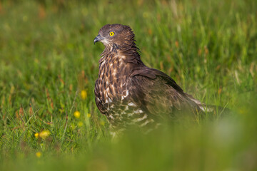 Wespendief, European Honey Buzzard, Pernis apivorus