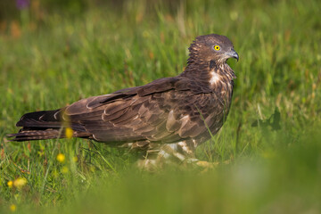 Fototapeta premium Wespendief, European Honey Buzzard, Pernis apivorus