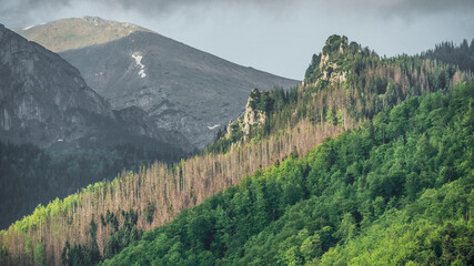 Porośnięte wzgórze zielonymi i suchymi drzewami z wystającą skałą na tle gór © Konrad