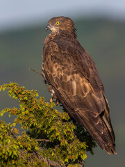 Wespendief, European Honey Buzzard, Pernis apivorus