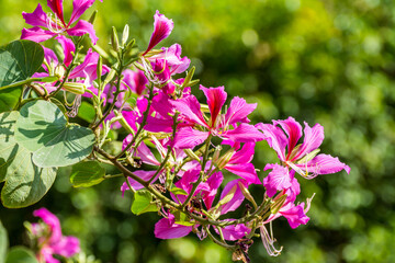 Pink Bauhinia flower blooming, commonly called the Hong Kong Orchid Tree, which is cultivated at the Hong Kong Botanic Gardens and widely planted in Hong Kong