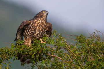 Wespendief, European Honey Buzzard, Pernis apivorus