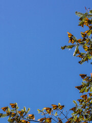 Monarch Butterflies on tree branch in blue sky background, Michoacan, Mexico