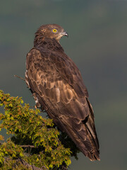 Wespendief, European Honey Buzzard, Pernis apivorus