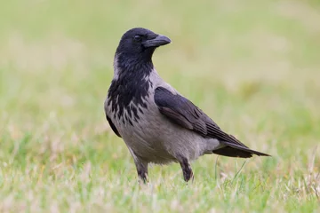Foto op Aluminium Bonte Kraai, Hooded Crow  Corvus cornix © AGAMI