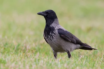 Foto op Aluminium Bonte Kraai, Hooded Crow  Corvus cornix © AGAMI