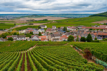 Fototapeta na wymiar Landscape with green grand cru vineyards near Cramant, region Champagne, France in rainy day. Cultivation of white chardonnay wine grape on chalky soils of Cote des Blancs.