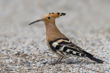 Hop, Eurasian Hoopoe, Upupa epops
