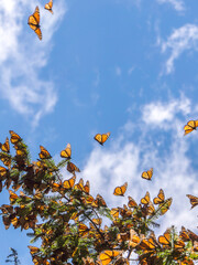 Monarch Butterflies on tree branch in blue sky background in Michoacan, Mexico © JHVEPhoto