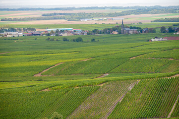 Fototapeta na wymiar Landscape with green grand cru vineyards near Epernay, region Champagne, France in rainy day. Cultivation of white chardonnay wine grape on chalky soils of Cote des Blancs.