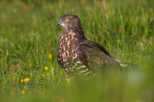 Wespendief, European Honey Buzzard, Pernis apivorus